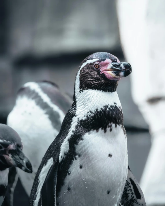 a penguin is standing up with his beak open