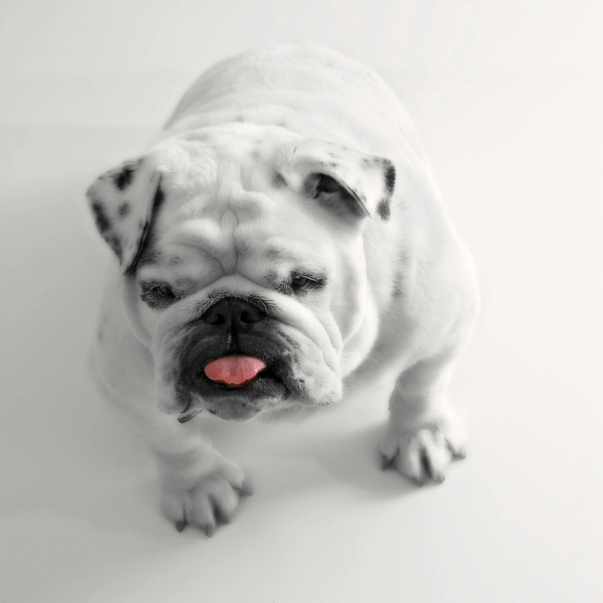 a white bulldog standing with his tongue sticking out and staring straight ahead