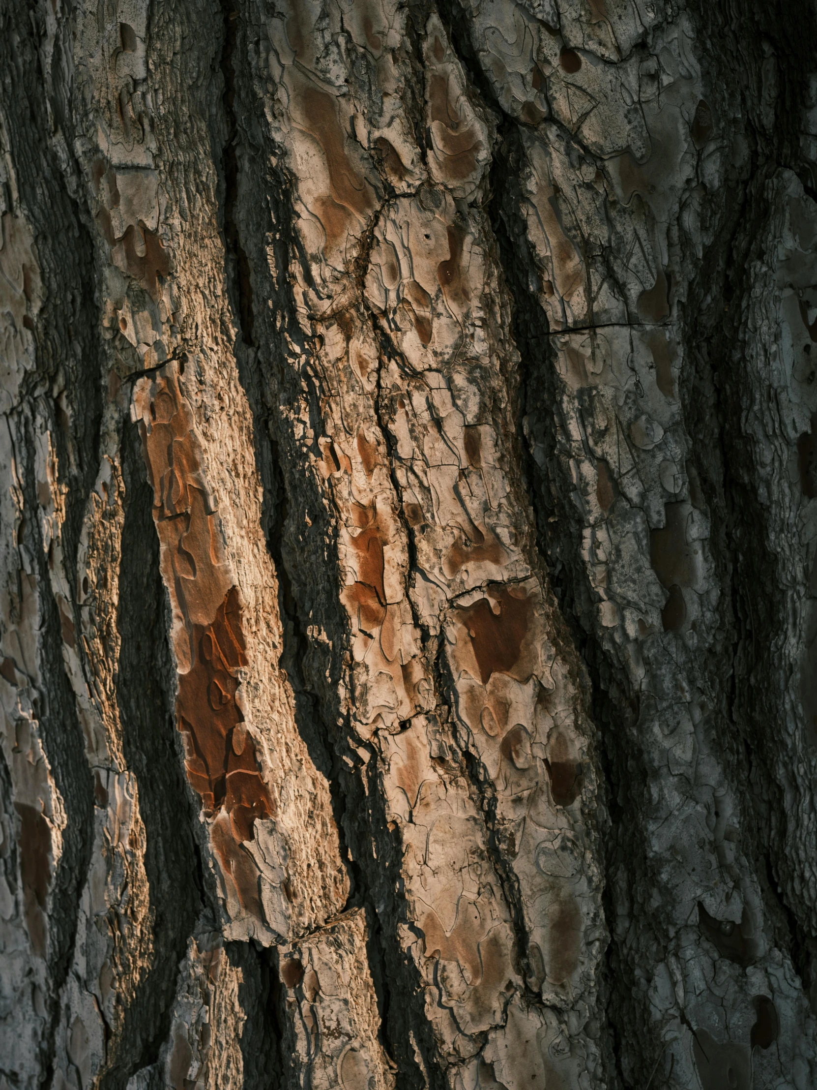 close up of the bark on an old tree