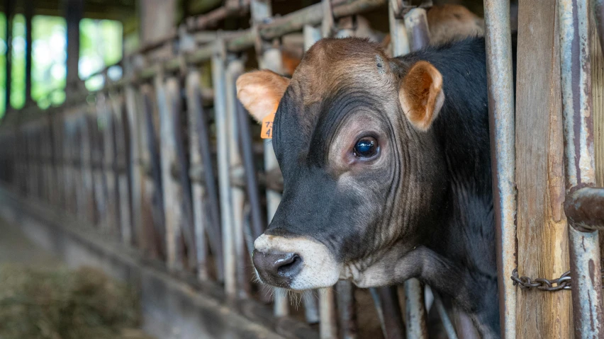 a brown and black cow behind a metal fence