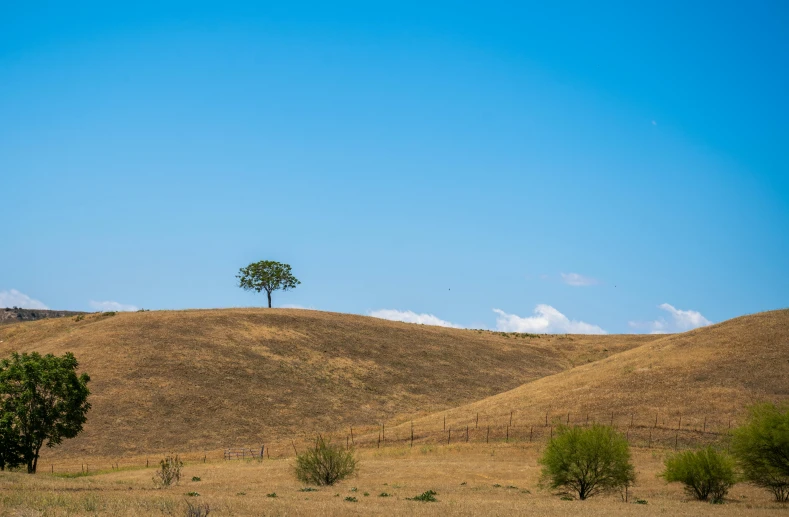 lone tree stands atop a large hill in the desert