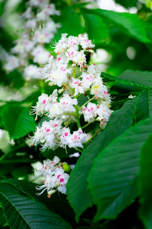 some white and pink flowers and green leaves