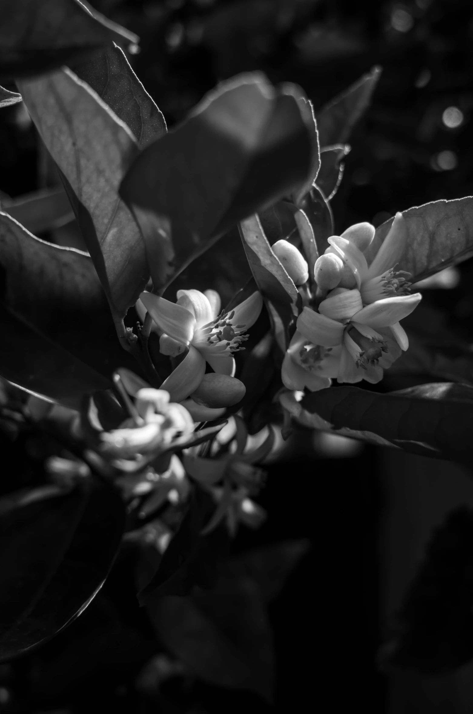 a nch of an orange tree with orange flowers