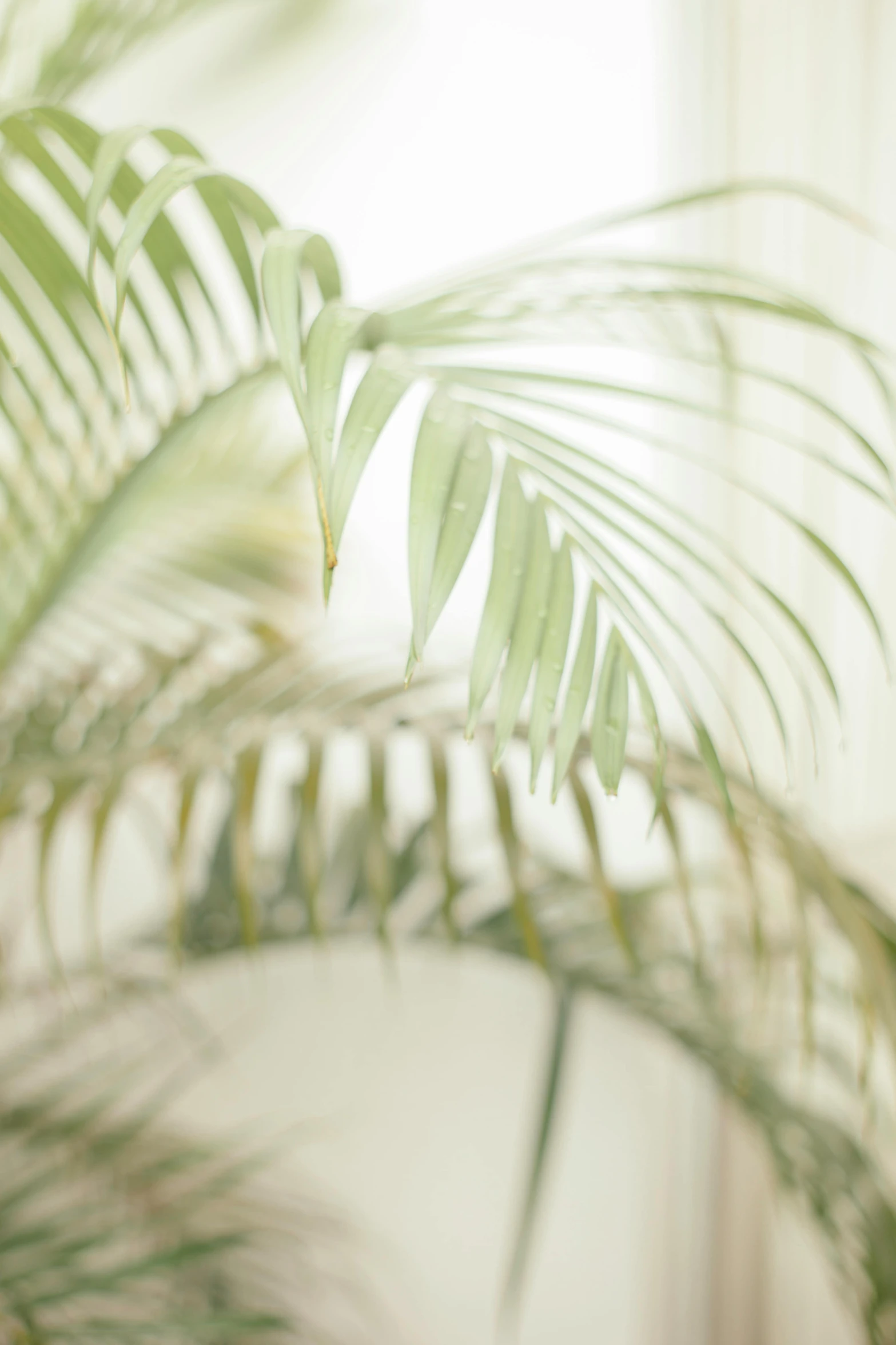 a green plant with dark leaves on it