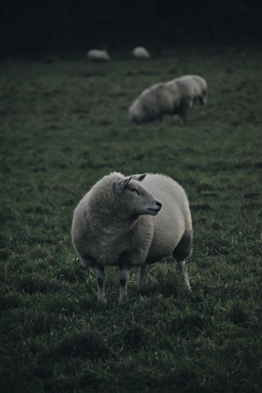 two sheep are grazing on the grass and one is looking off to the side