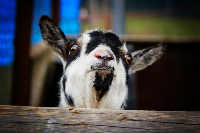 a black and white goat looking over a fence