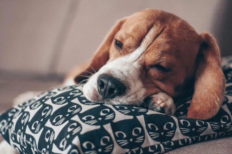 a beagle dog laying on top of a cushion