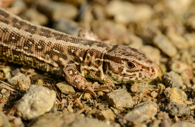 a large lizard is laying on some rocks