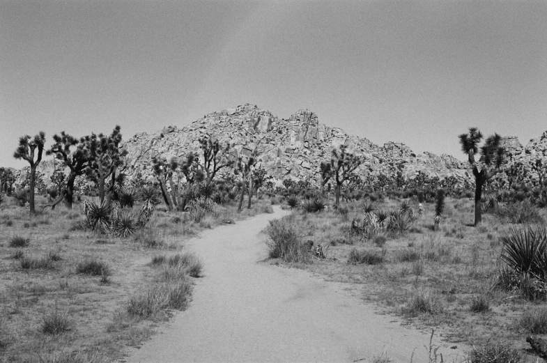 a dirt path in a field surrounded by trees and mountains