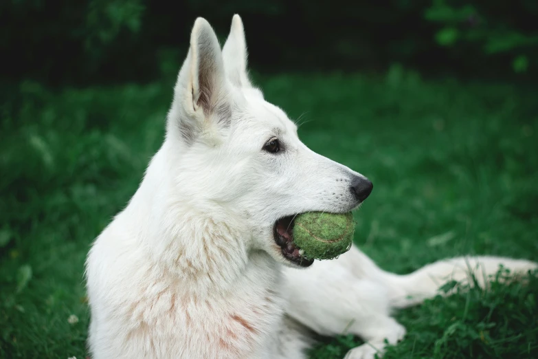 a dog laying on grass holding onto a ball