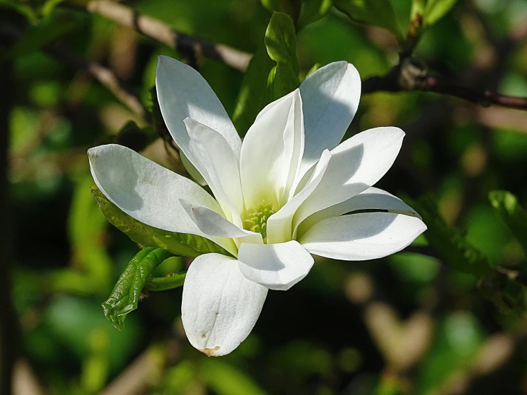 an open white flower on a plant with some leaves in the background
