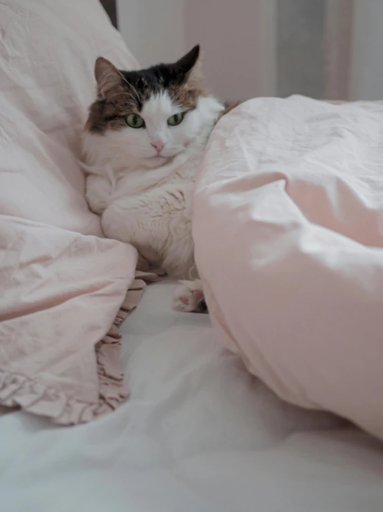 a cat is lying on top of a bed covered in blankets