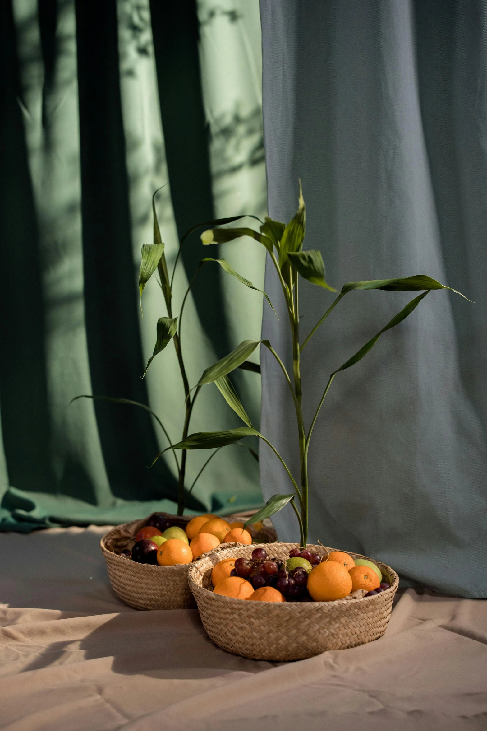 the green plant is growing from a basket of oranges