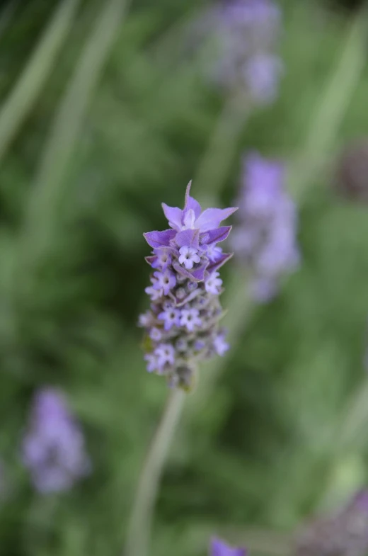 a single plant sitting on top of a lush green field