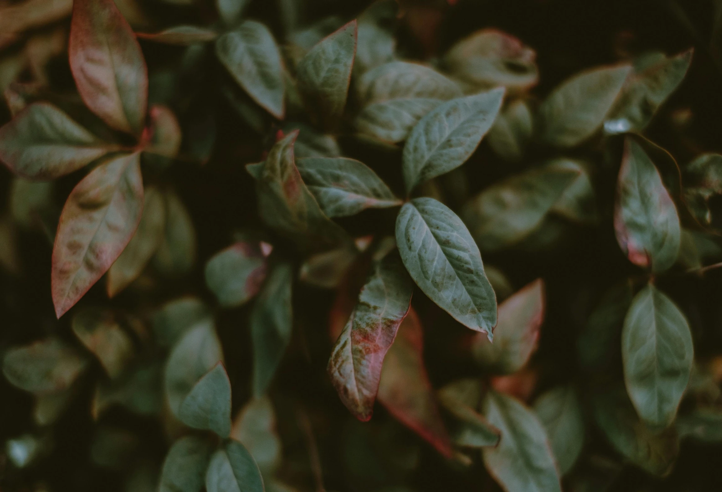 this plant is covered in lots of leaves