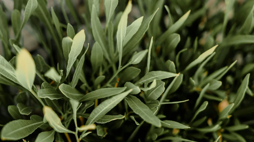 the leaves of an olive plant, which is green