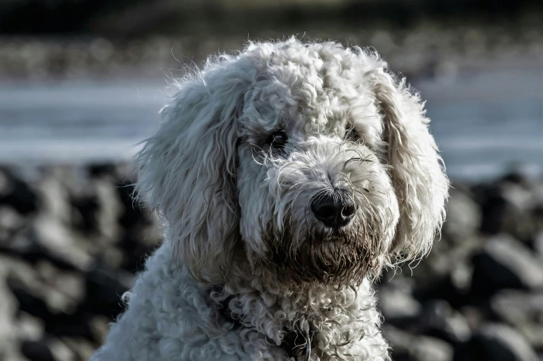 a white dog is sitting in front of some rocks