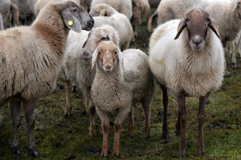 a herd of sheep standing on top of a lush green field