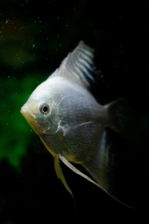 a fish swimming in an aquarium in front of a green background
