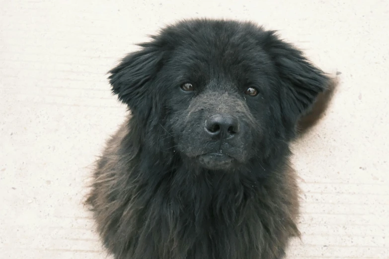 a dog is standing outside and looking at the camera