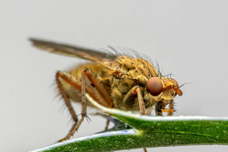 a close up of a fly on a green leaf