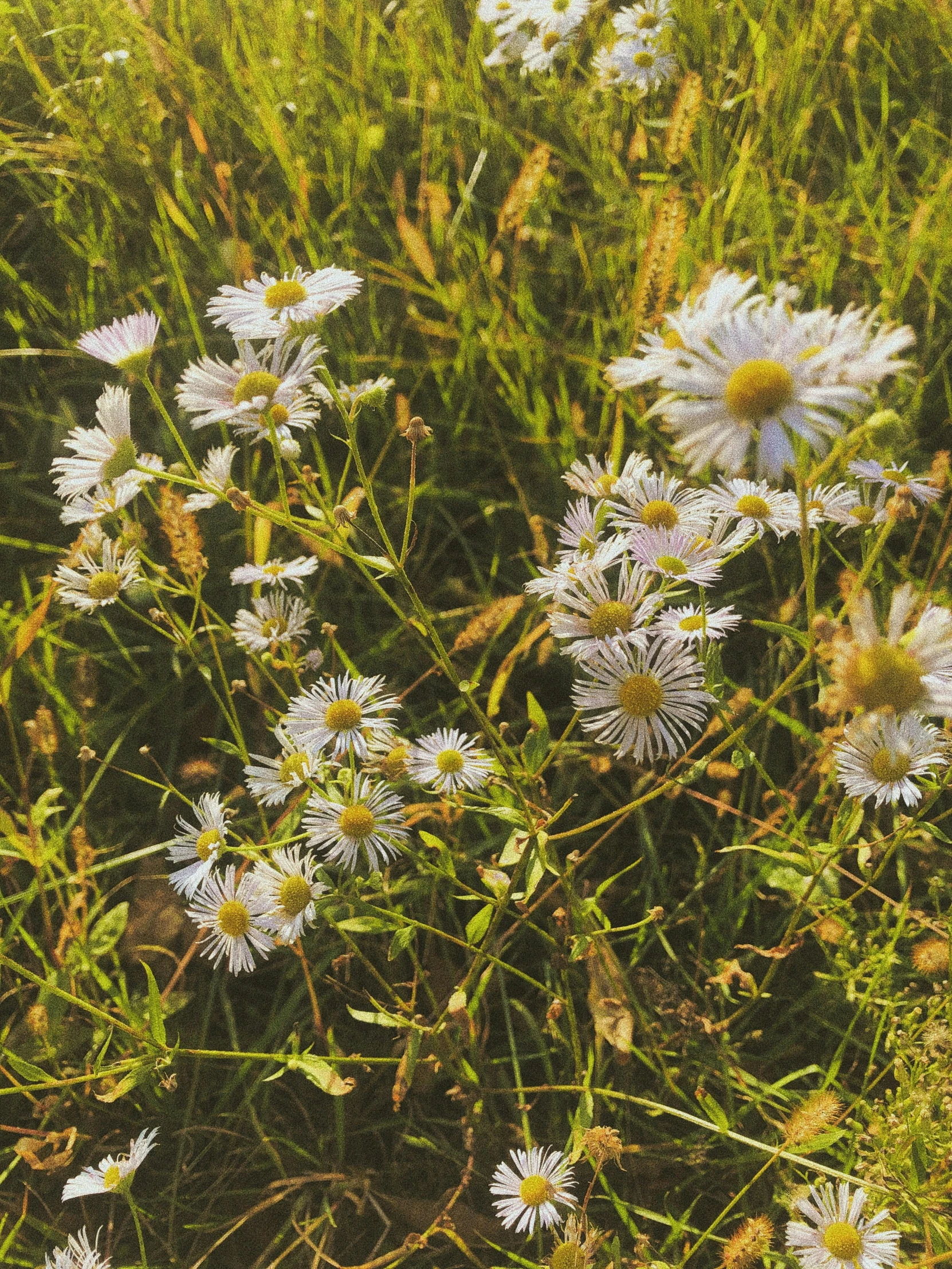 a group of white daisies in a field