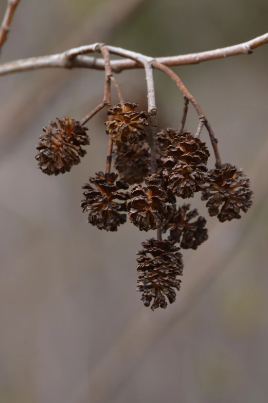 nches with leaves and twigs with a bird on it