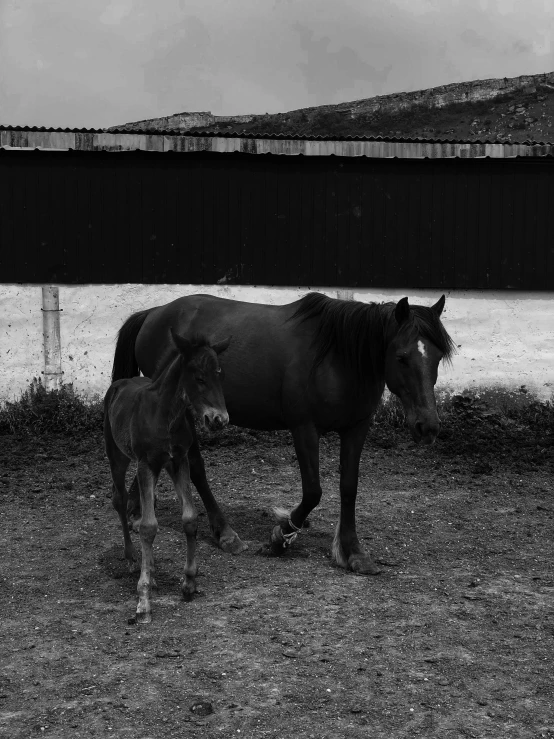 the mother horse and her baby are in black and white