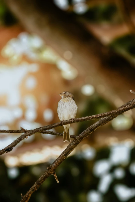 a small bird perched on top of a tree nch