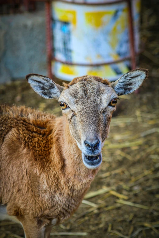 a sheep looking at the camera while standing in hay