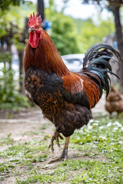 the brown rooster stands outside in the grass