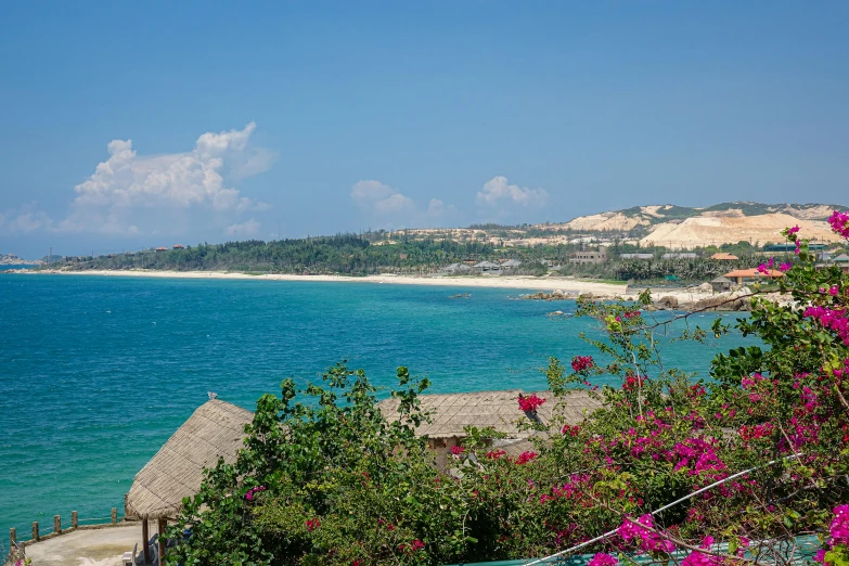 beautiful blue and clear waters with pink flowers on the foreground