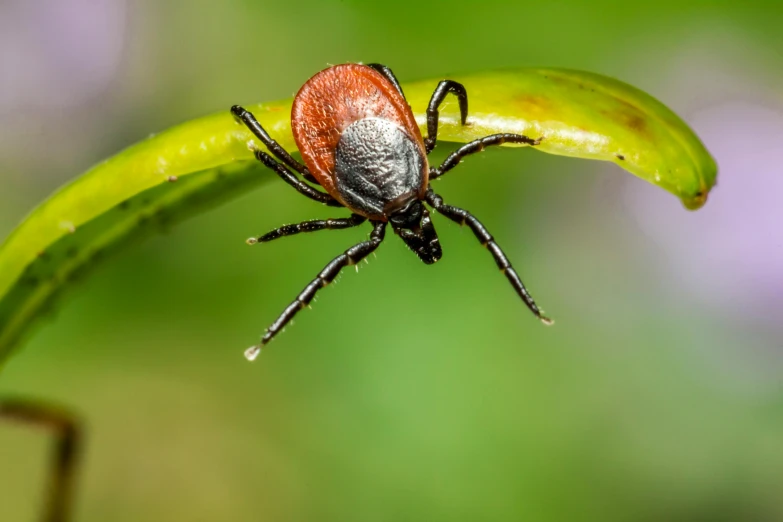 a tick laying on a leaf with a lot of green in the background