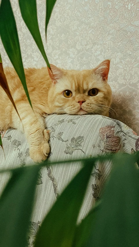 a cat is sitting in front of some plants