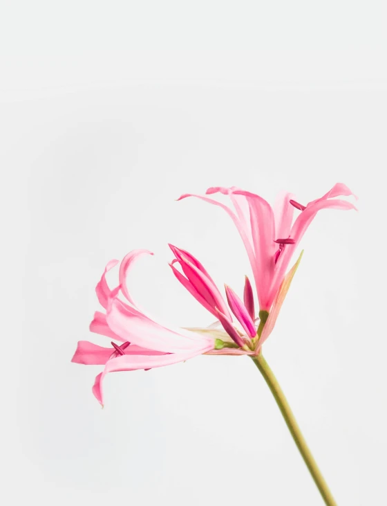 a flower that is sitting on top of a stalk