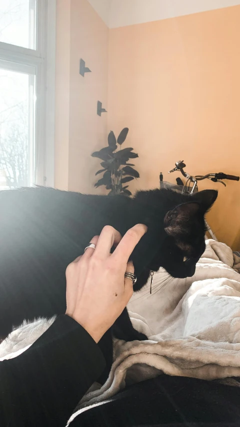person's hand touching black and white cat's nose