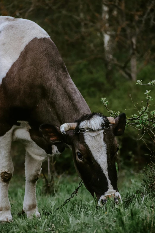 a cow with horns in the grass on a farm