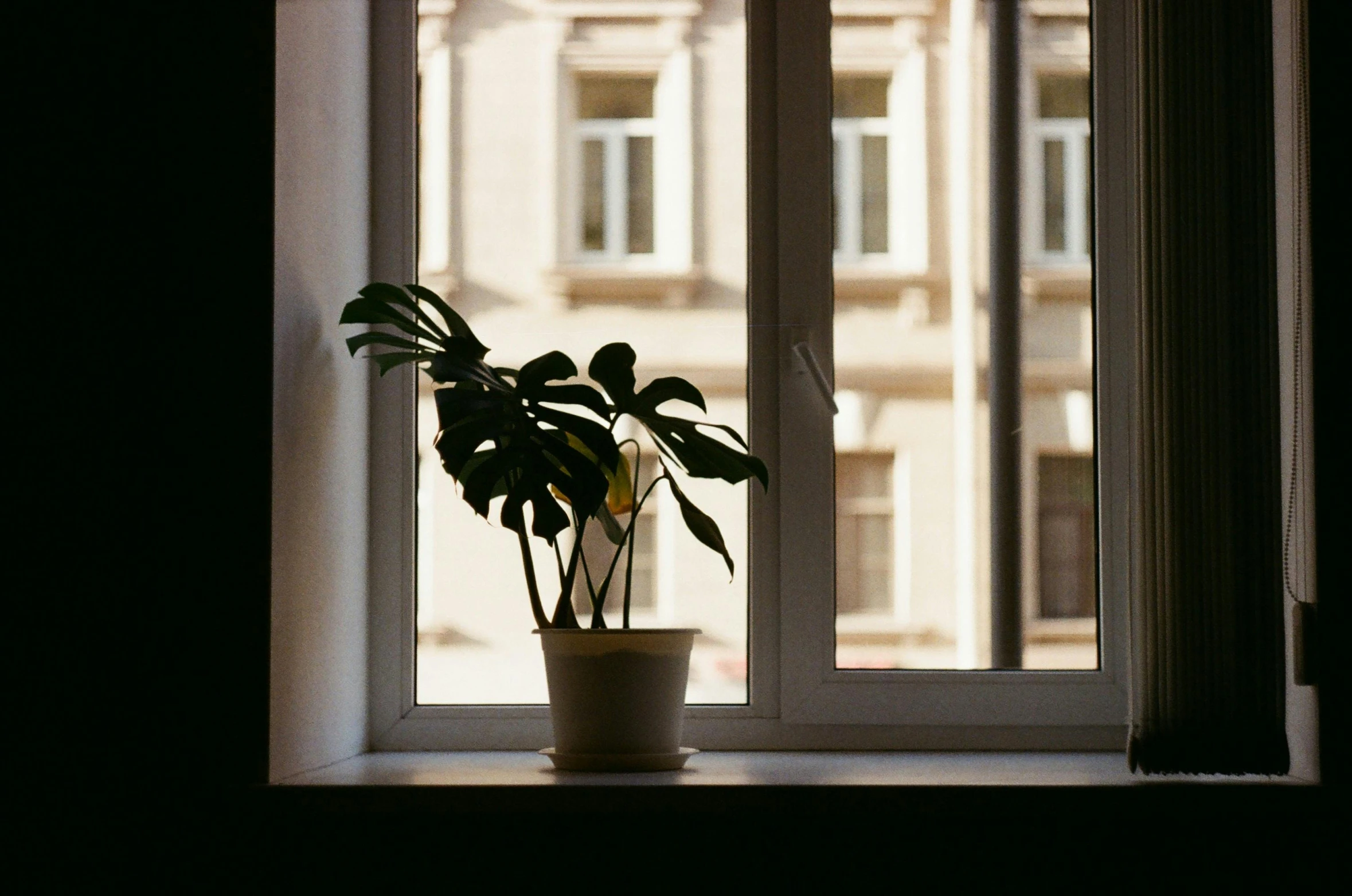 a window pane with some plant on it