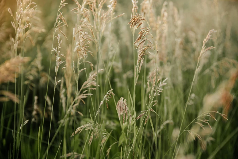 a field that has some grass on it