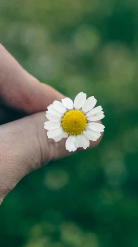 a person holding a small flower in their hand