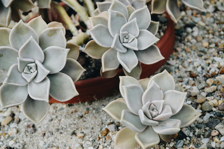 a couple of small plants that are on some gravel