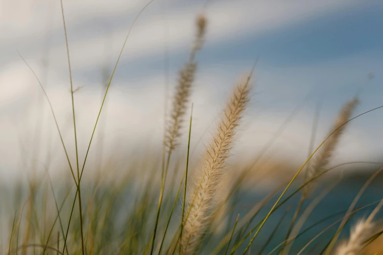 a close up of plants with water in the background