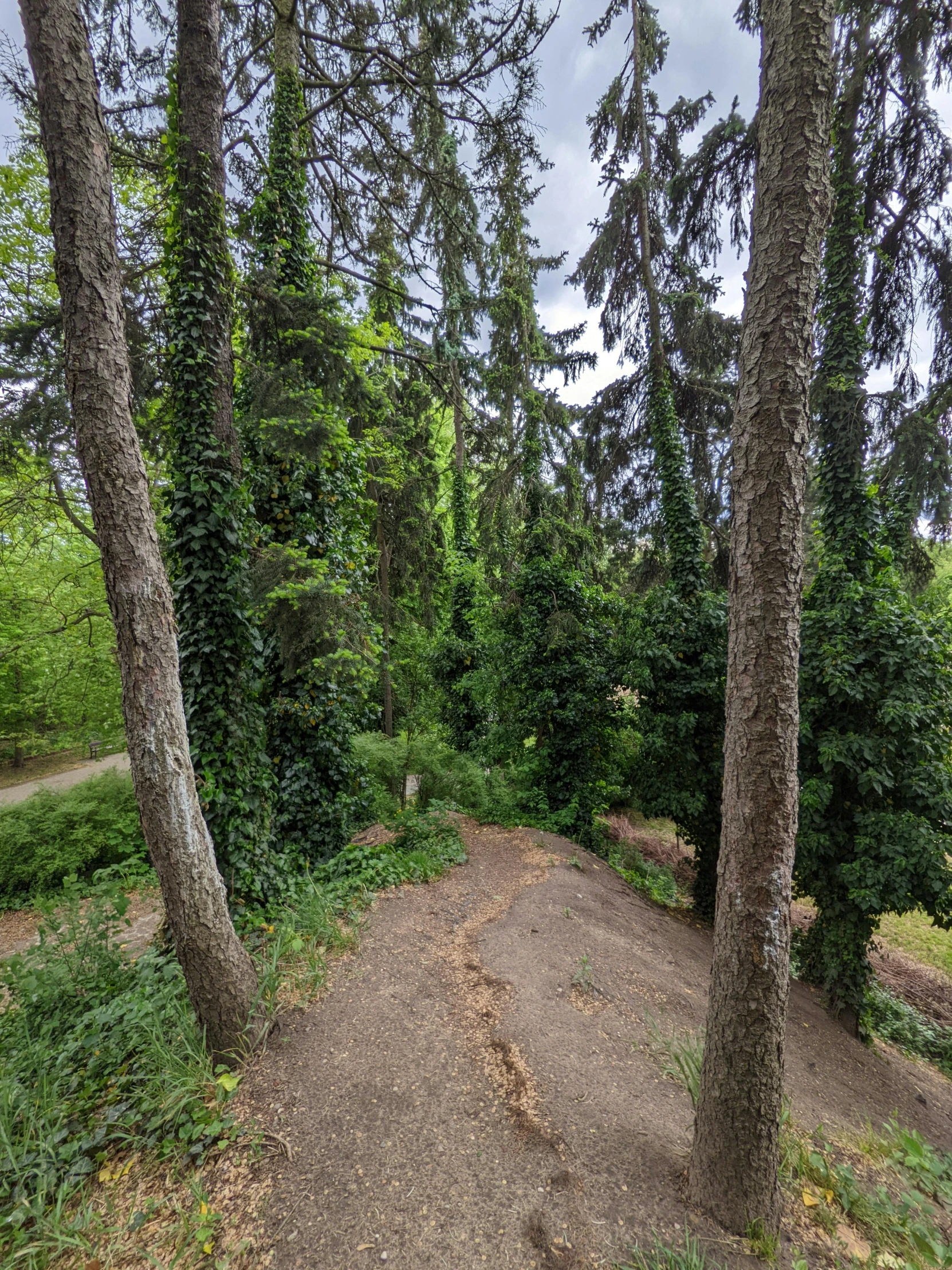 a dirt path in the woods next to tall trees