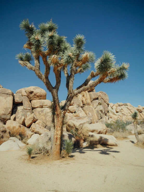 a plant on a barren rock and sand area