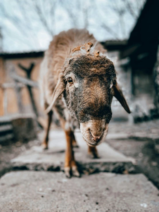 a goat walks alone outside a brick building