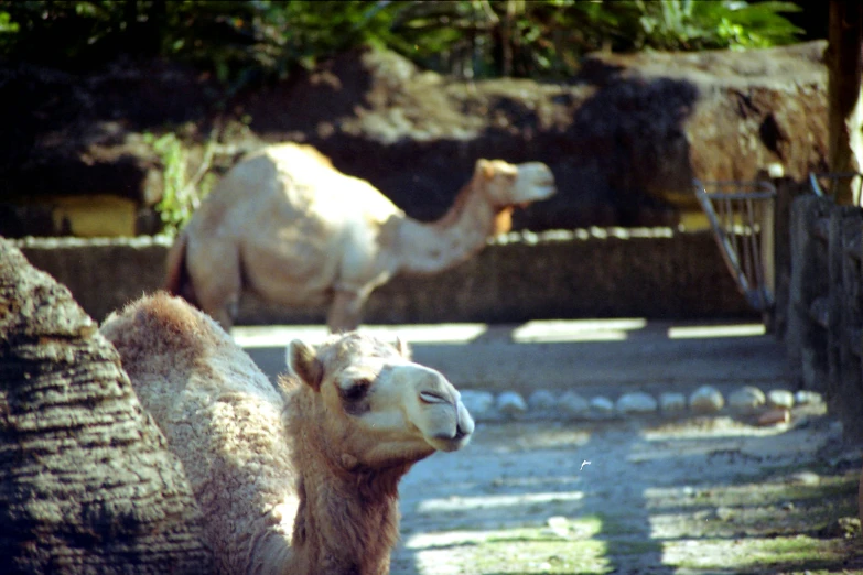 two camels in a fenced enclosure at the zoo