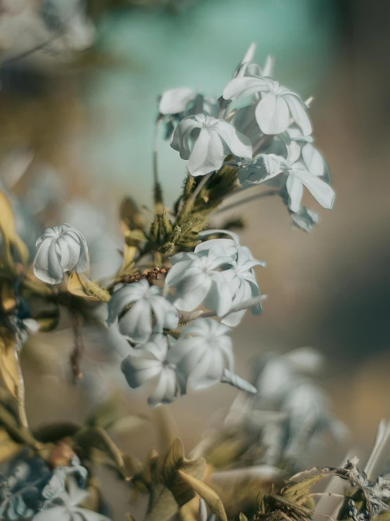 there is a small white plant with little flowers in the foreground