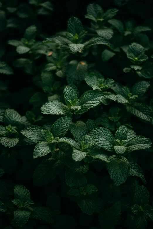 a very close up image of some leaves