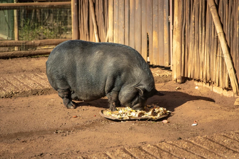 the hog is eating his food outside on the ground