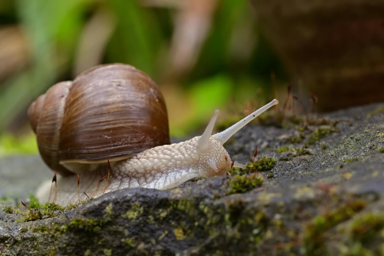 a close up of a snail crawling on the ground